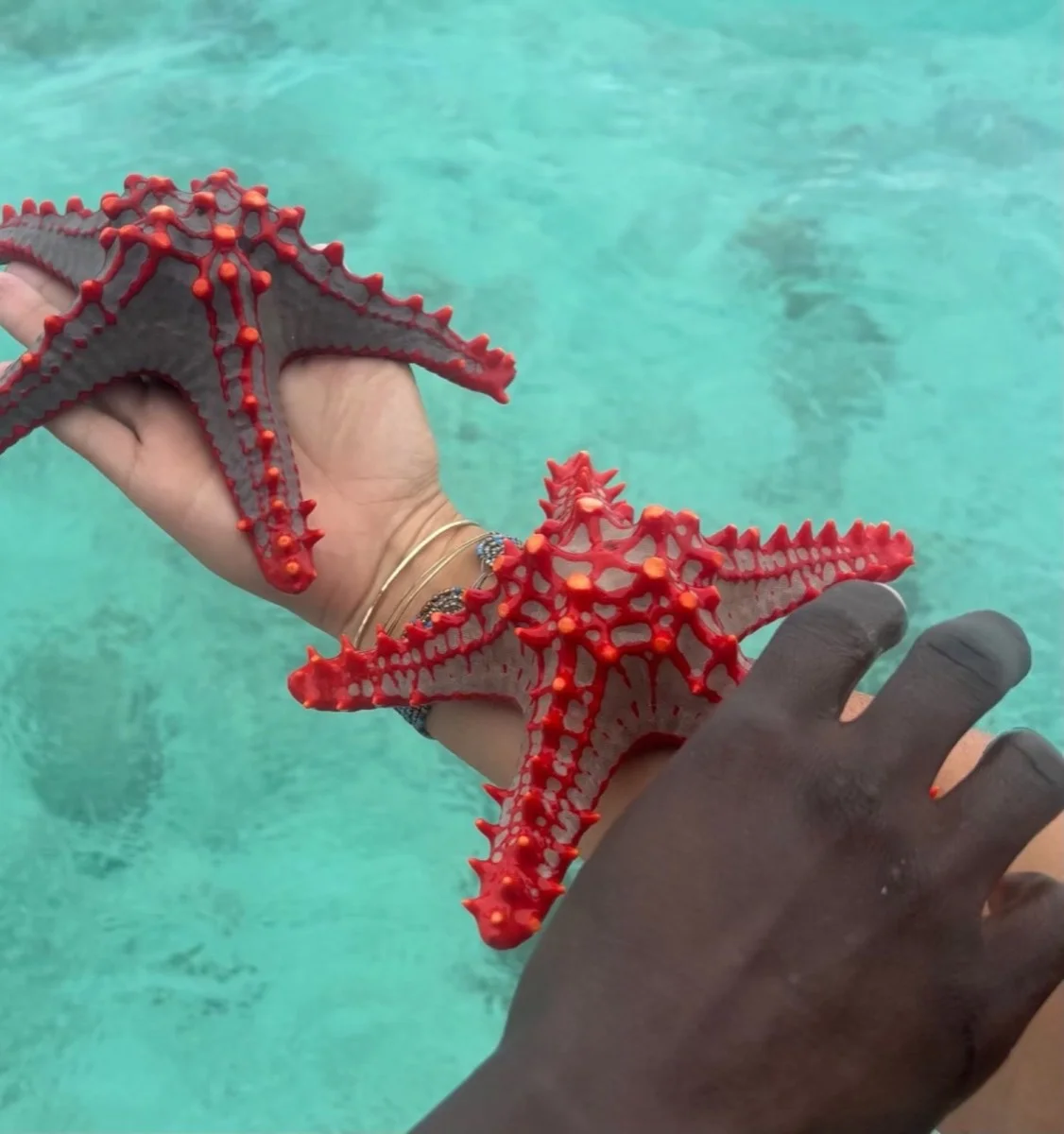 Two people holding vivid red starfish above the turquoise water off Zanzibar
