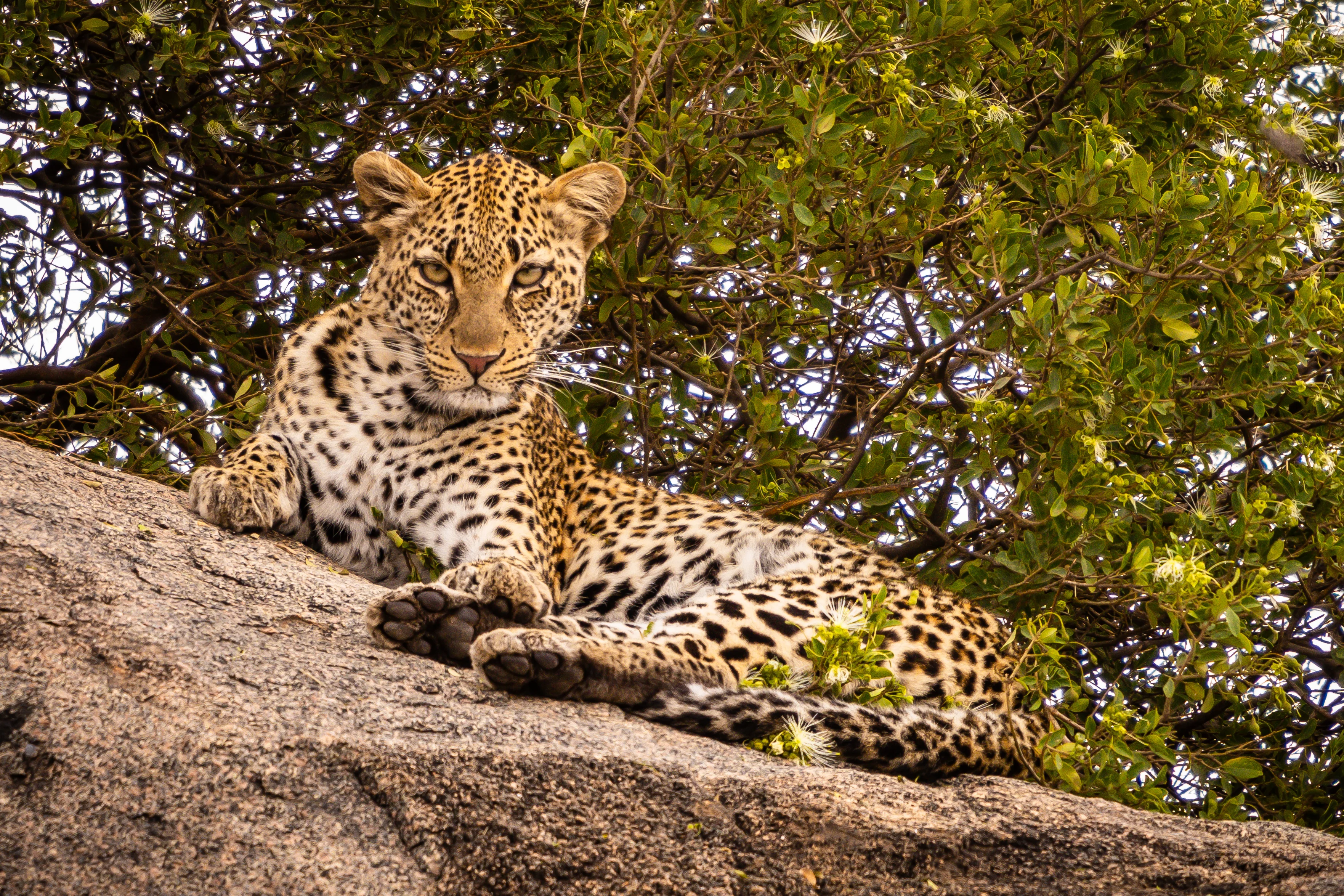 A leopard resting on a broad tree branch beneath green foliage
