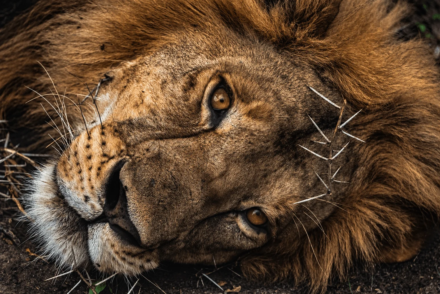 Close-up portrait of a male lion resting in the Tanzanian bush