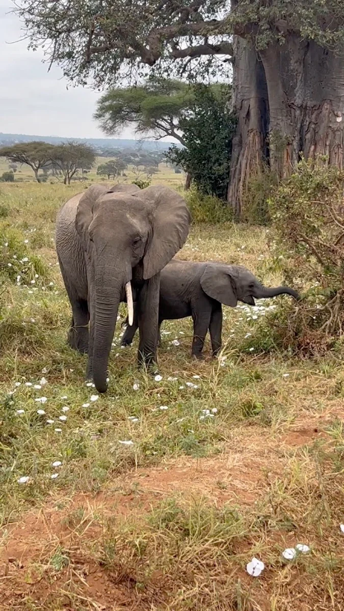 An adult elephant with ears fully extended standing beside a calf near a baobab tree