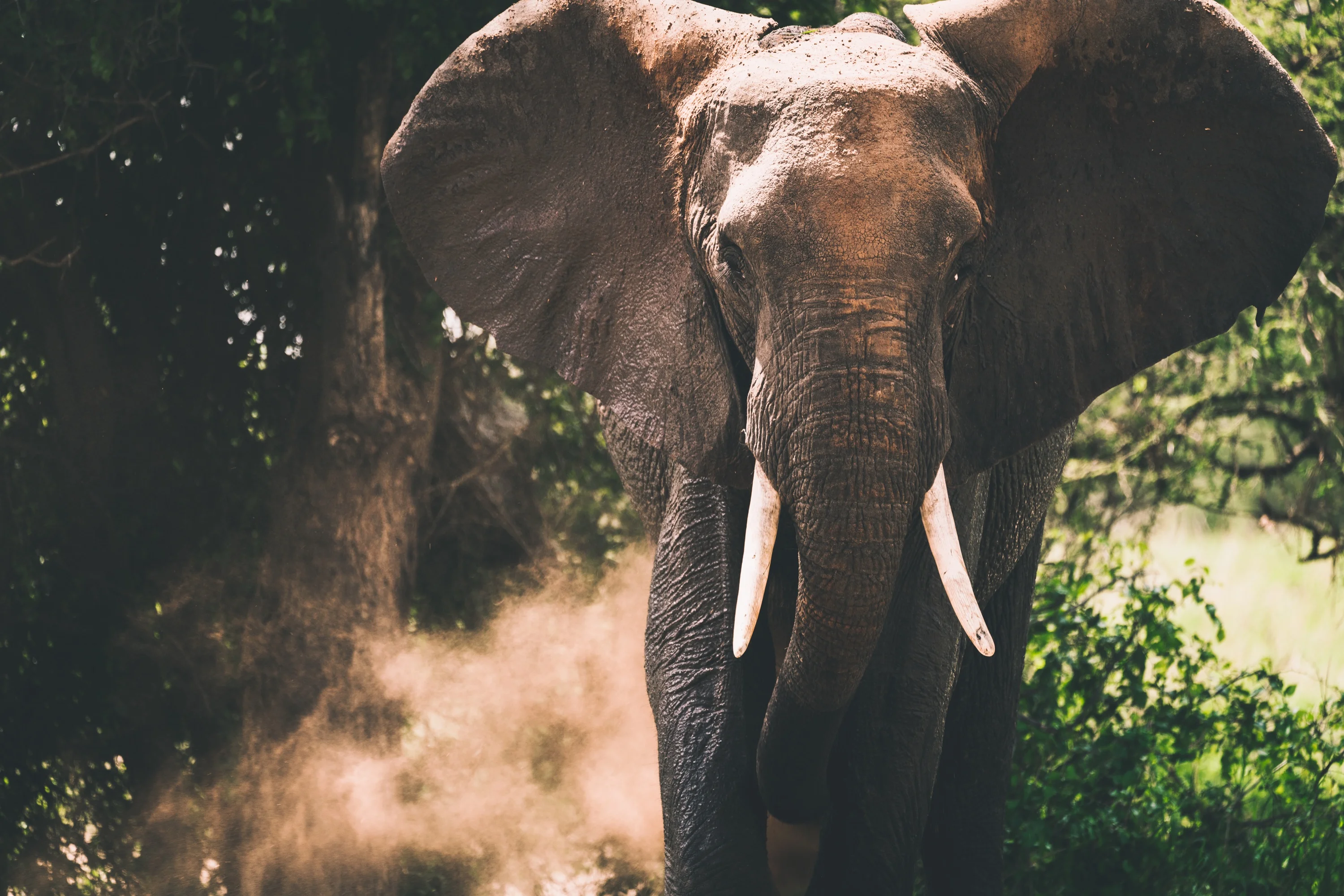 A bull elephant walking forward through sunlit dust in the Tanzanian bush