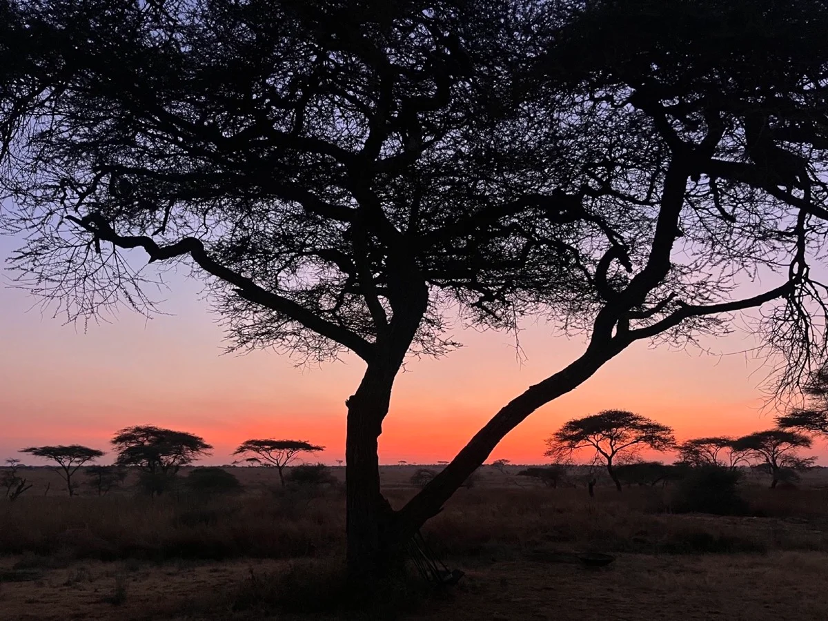Acacia trees silhouetted against a vivid Serengeti sunset