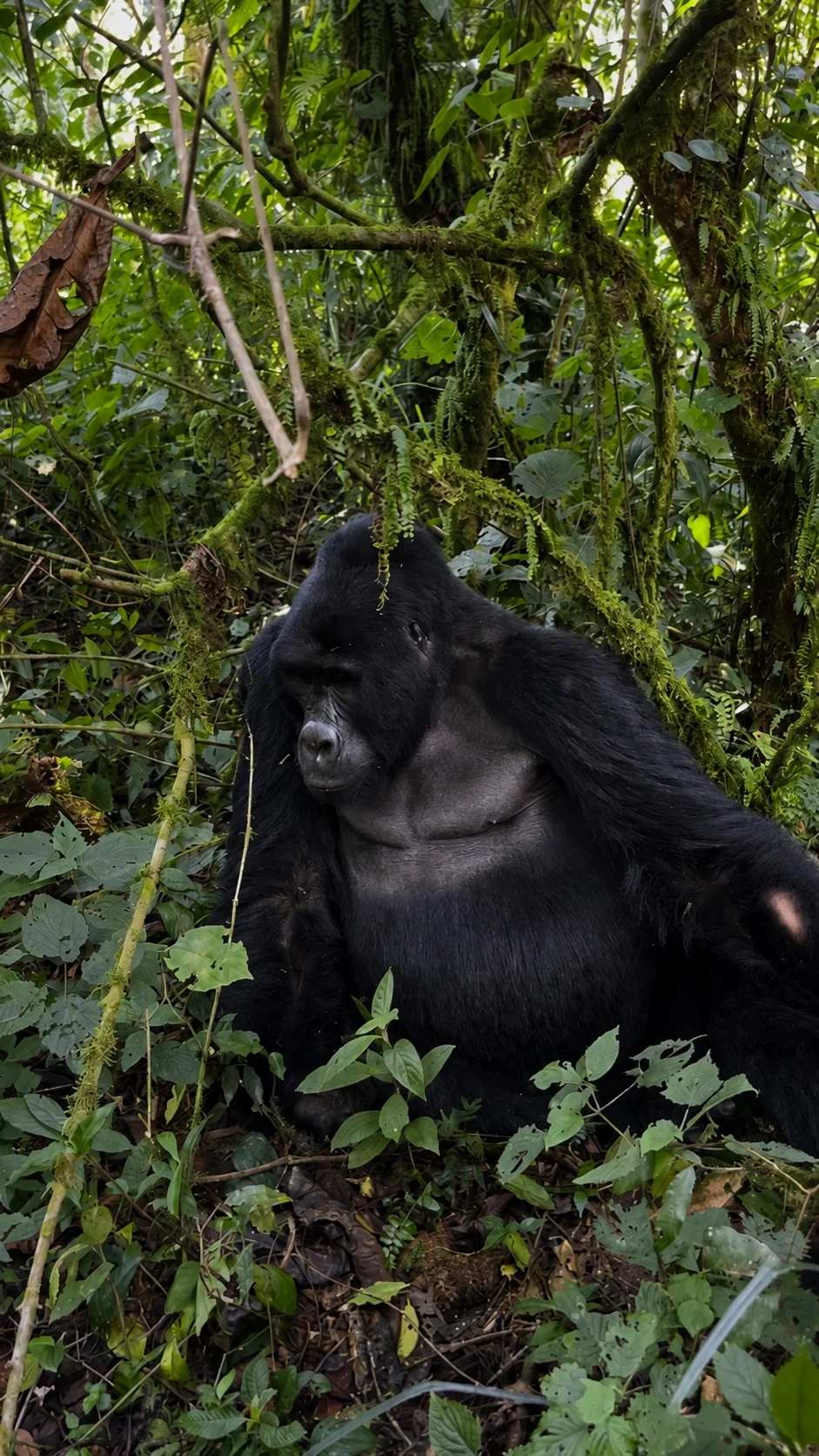 A seated silverback mountain gorilla surrounded by dense green forest in Uganda