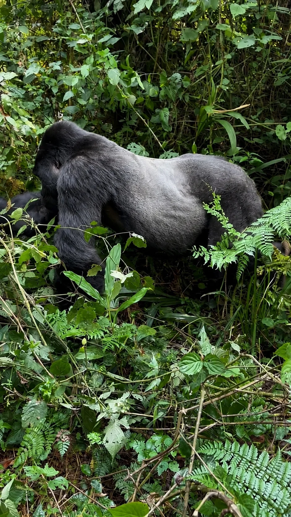 A silverback mountain gorilla moving through dense green forest in Uganda