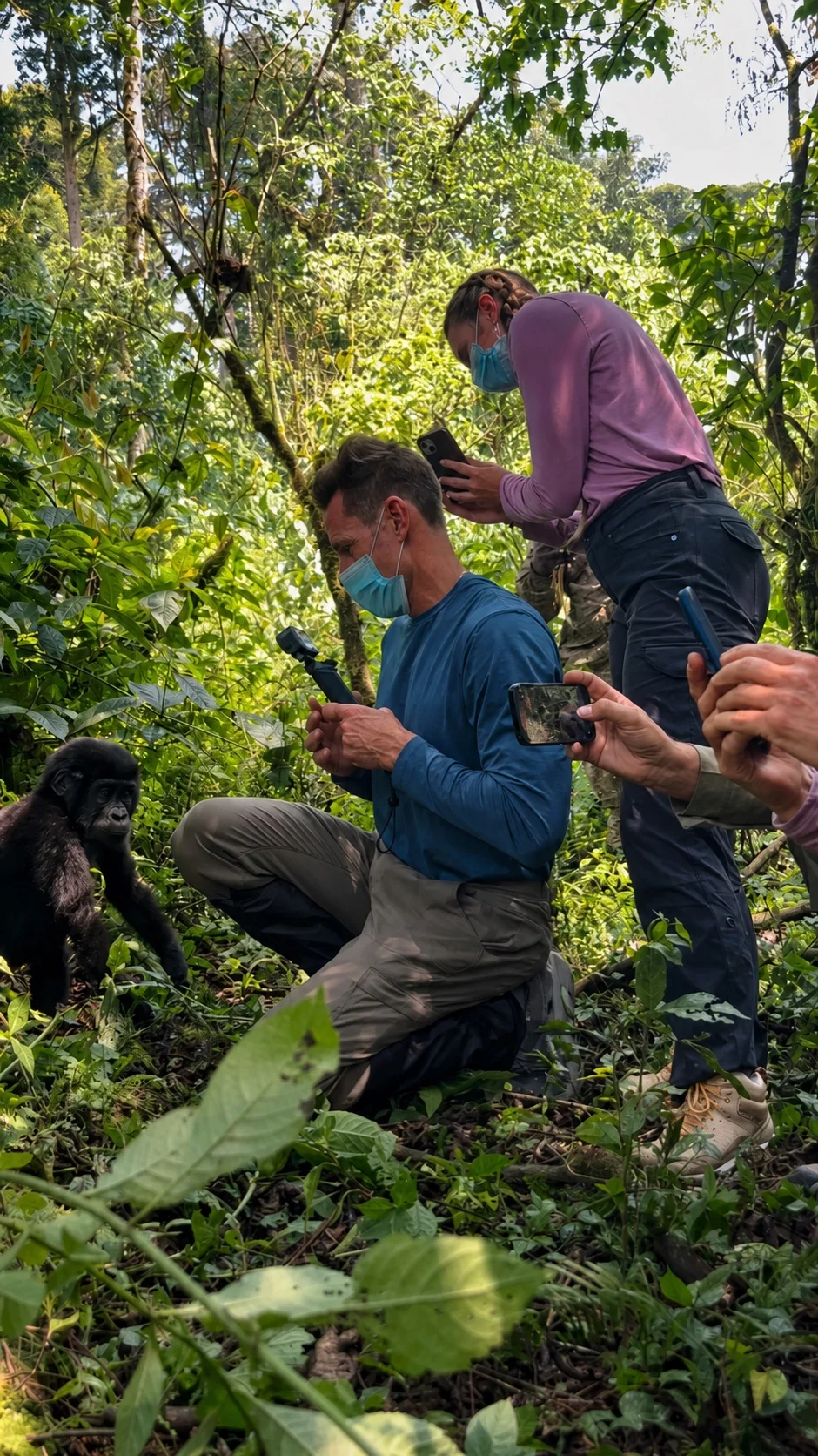A young mountain gorilla moving close to travelers during a forest encounter in Uganda