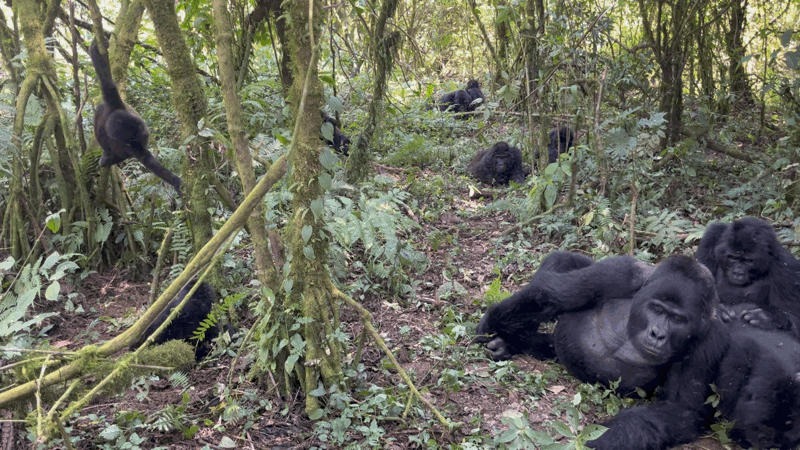 A young mountain gorilla swinging from a tree beside its family in the Ugandan forest